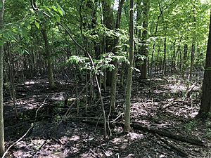 Slippery Elm Trail Black Swamp section