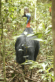 Southern Cassowary