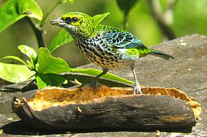 Speckled Tanager.jpg