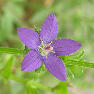 Specularia perfoliata 3.jpg