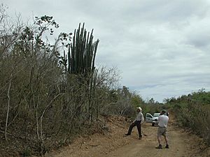 Sub-tropical dry forest vieques