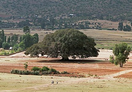 Sycomore in Ethiopia