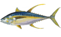 Thunnus albacares.png