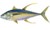 Thunnus albacares.png