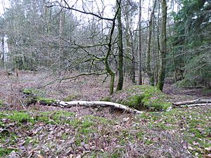 Upper Common Pits (5).jpg