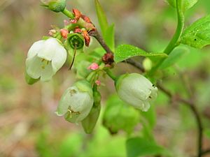 Vaccinium angustifolium 1 (5098086474)