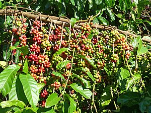 Vallée de Viñales-Café Robusta (3)