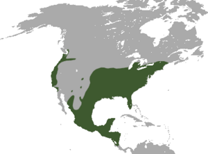 Virginia Opossum range.png