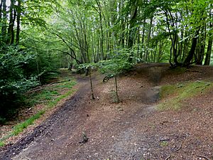 Western side of Loughton Camp