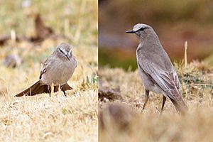 White-fronted Ground-tyrant