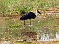 Wooly necked stork 1