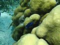 Yellowtail Damselfish2