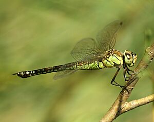 Aeshna-affinis-female-side-www.jpg