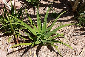 Agave bracteosa.jpg