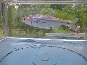 Altamaha Shiner 1