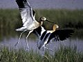 American Avocet 2