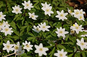 Anemone nemorosa 001.JPG