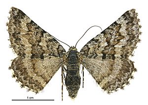 Aponotoreas incompta female.jpg