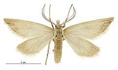 Asaphodes campbellensis male.jpg