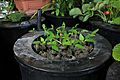 Baby Hungarian Wax Peppers in a hydroponic net basket