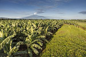 Banana plantain in Costa Rica