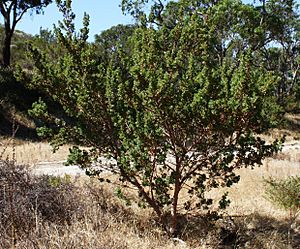 Banksia sessilis var. cygnorum habit