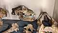 Bear skull 1