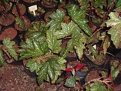 Begonia1