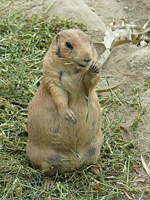 Black-tailed Prairie Dog