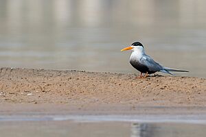 Black Bellied Tern.jpg