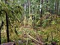 Forest with tall soggy trees and a bunch of moss and ferns