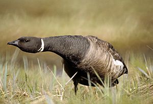 Brent Goose - defensive position