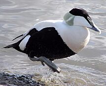 Bristol.zoo.common.eider.arp