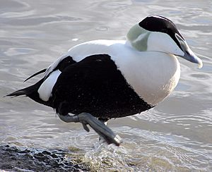 Bristol.zoo.common.eider.arp