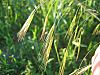 Bromus sterilis detail.jpeg