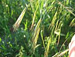 Bromus sterilis detail.jpeg