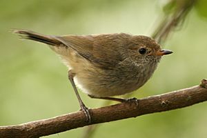 Brown Thornbill