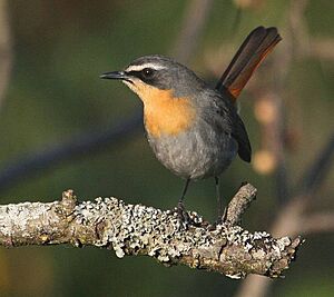 Cape Robin-Chat (Cossypha caffra)2.jpg