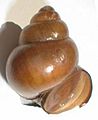 Cipangopaludina chinensis shell