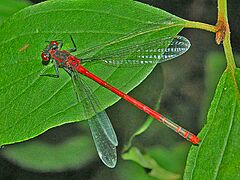 Coenagrionidae - Pyrrhosoma nymphula