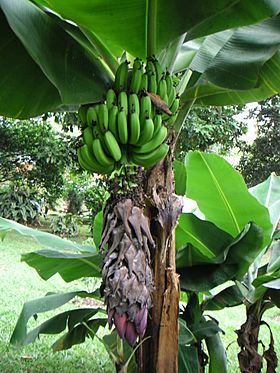 Colbanana04