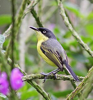 Common Tody-Flycatcher.jpg