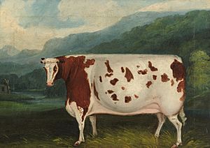 Craven Heifer portrait