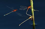 Damselflies (27871974163)