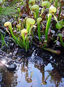 Darlingtonia californica ne3