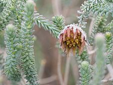 Darwinia chapmanniana (flower detail)