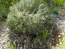 Darwinia chapmanniana (habit)