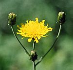 DwNarrow-leavedhawkweed