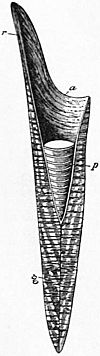 EB1911 Cephalopoda Fig. 19.—Shell Belemnite