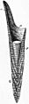 EB1911 Cephalopoda Fig. 19.—Shell Belemnite